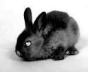 Obrázek uživatele BlackBunny